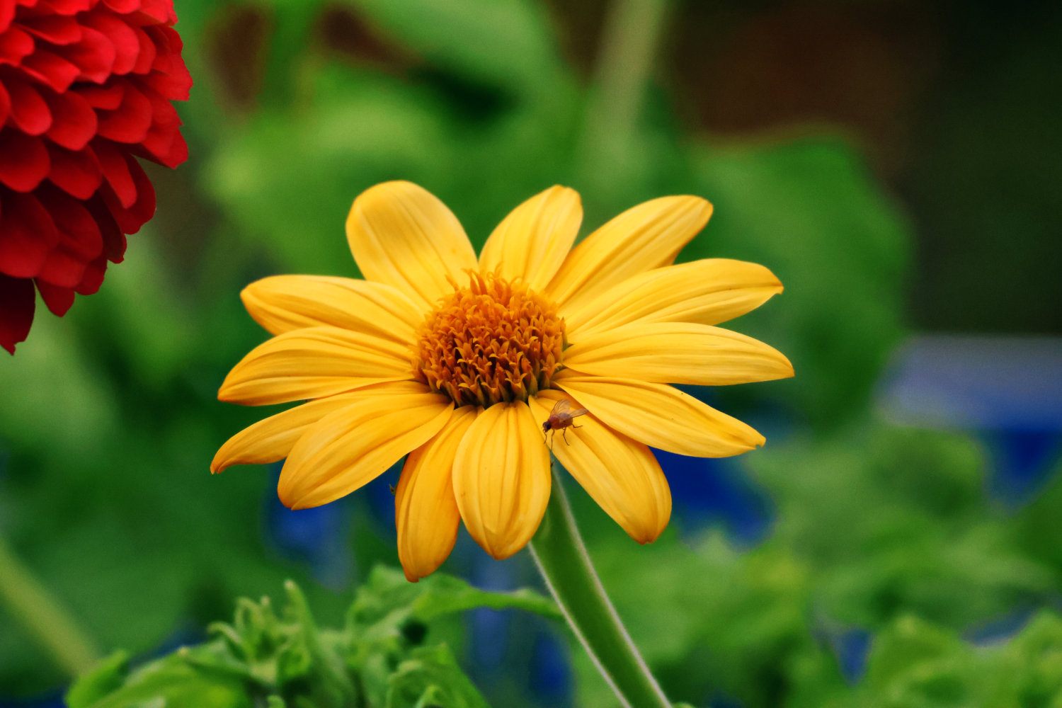 Bright Yellow Daisy
